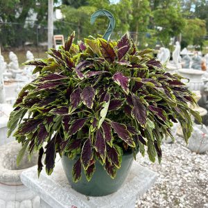 coleus hanging basket at your farm and garden