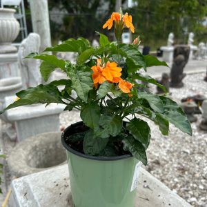 crossandra from your farm and garden