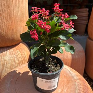crown of thorns red at your farm and garden