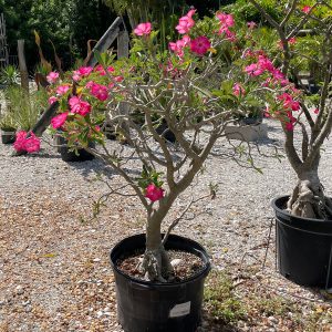 Thai grafted desert rose in hot pink