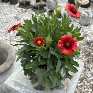 gaillardia red at your farm and garden