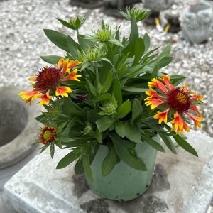 gaillardia blanket flower sun red at your farm and garden