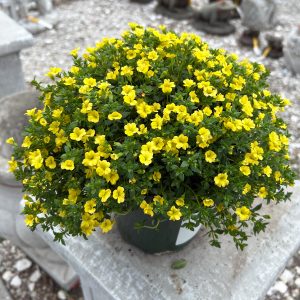 mercardonia annuals at your farm and garden