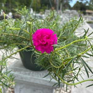 portaluca moss rose heart