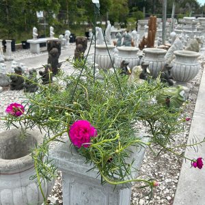 portaluca moss rose hanging basket