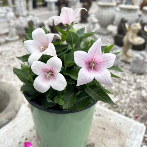 pink balloon flower at your farm and garden