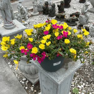 purslane deco mix at your farm and garden