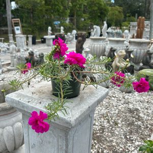 purslane at your farm and garden