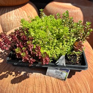 sedum combo tray at your farm and garden