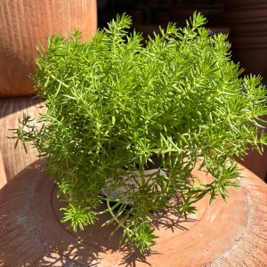 golden sedum at your farm and garden