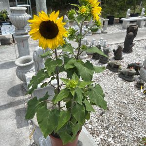 sunflowers at your farm and garden