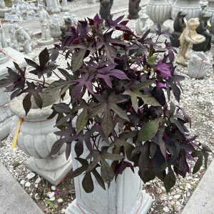 sweet potato vine purple at your arm and garden