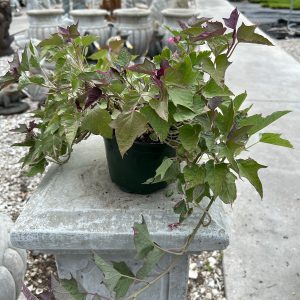 sweet potato vine tricolor at your farm and garden