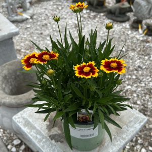 tickseed coreopsis at your farm and garden
