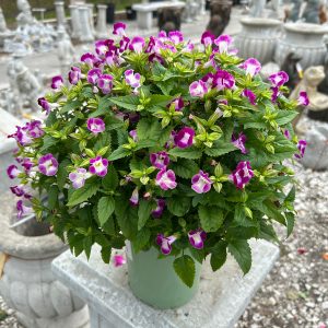 1 gallon magenta torenia at your farm and garden