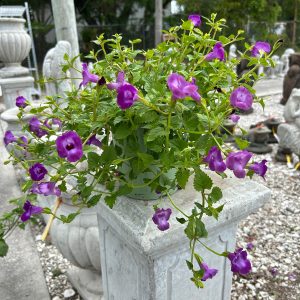 trailing torenia 1 gallon purple