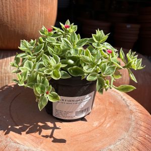 variegated baby sun rose plant