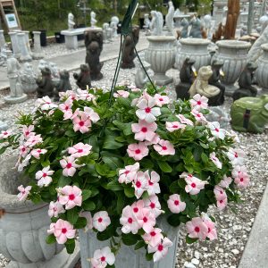 vinca hanging basket at a your farm and garden