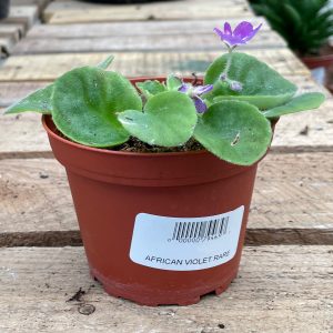 rare African violet at your farm and garden