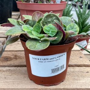 african violet at your farm and garden