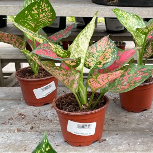 aglaonema at your farm and garden