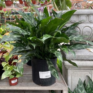agalonema Maria at your farm and garden