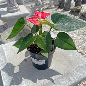anthurium at your farm and garden