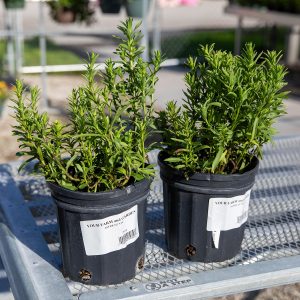 native aster plant at your farm and garden