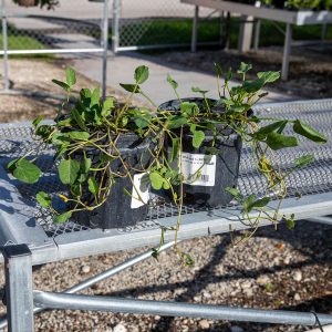 native beach morning glory at your farm and garden