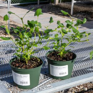 native beach dwarf sunflower at your farm and garden