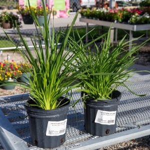 native blazing star liatrus at your farm and garden