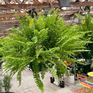 Boston fern hanging basket at your farm and garden