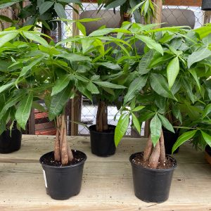 braided money tree plant at your farm and garden