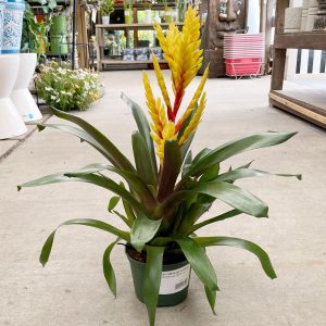 bromeliad vriesea at your farm and garden