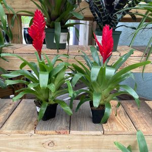 red bromeliad at your farm and garden