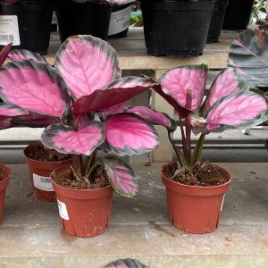 calathea at your farm and garden