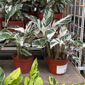 calathea fusion white at your farm and garden