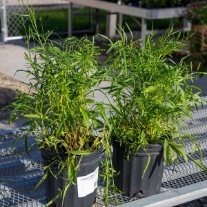 native coreopsis at your farm and garden