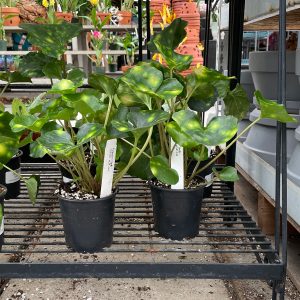 farfugium giant leopard at your farm and garden