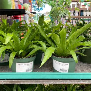 fern birds nest at your farm and garden