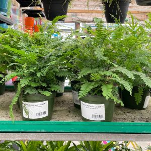 maidenhair fern at your farm and garden