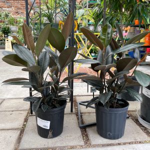 ficus burgundy at your farm and garden