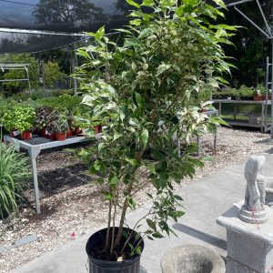 ficus el dorado at your farm and garden