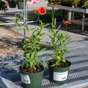 https://yourfarmandgarden.com/product-category/native/