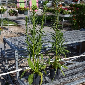 goldenrod solidago at your farm and garden