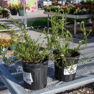 native heliotrope pineland at your farm and garden