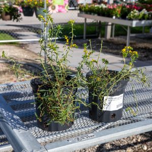 native heliotrope pineland at your farm and garden