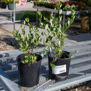 native honeysuckle coral at your farm and garden