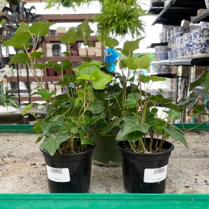 green ivy at your farm and garden