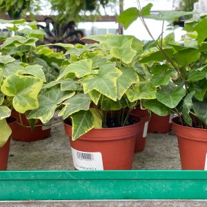 variegated ivy at your farm and garden